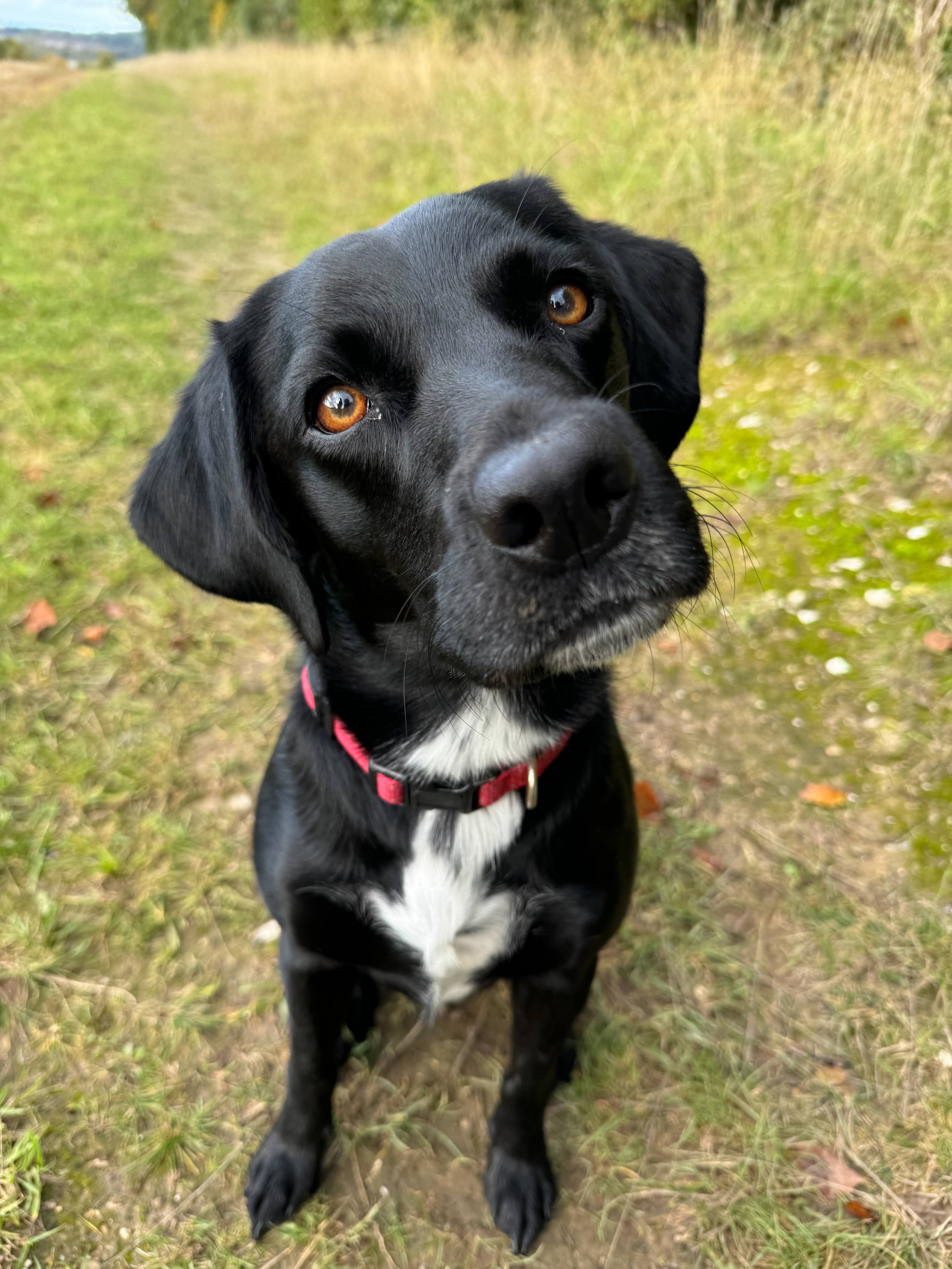 Original photo of Senna the black labrador